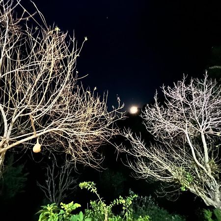 Bed and Breakfast The Asgard Kasauli Exterior foto